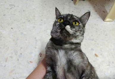 喵