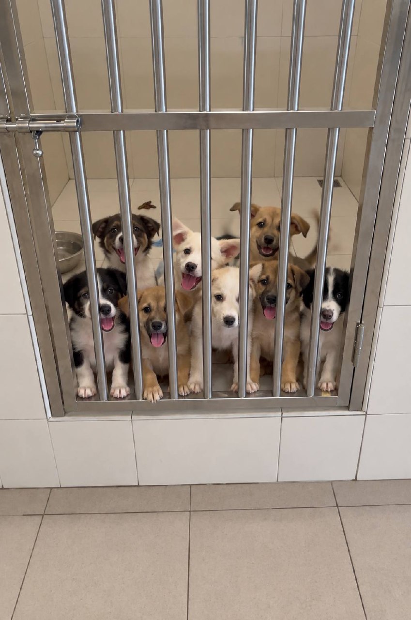 PUPPIES FOR ADOPTION